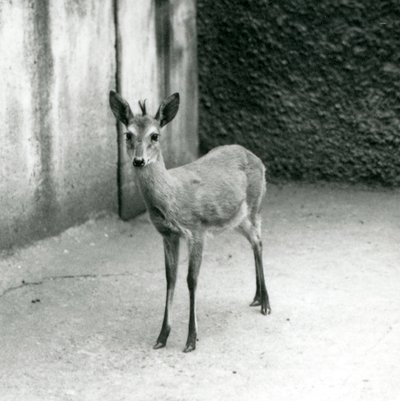 Un Duiker de brousse couronné d
