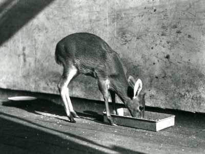Un duiker se nourrissant d