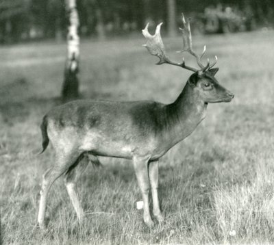 Un daim au Zoo de Londres en octobre 1924 - Frederick William Bond