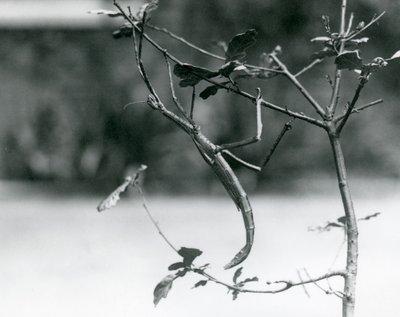 Un insecte bâton géant camouflé sur une branche au Zoo de Londres en 1923 - Frederick William Bond