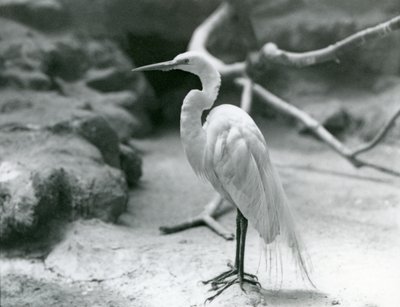Un grand héron blanc en plumage nuptial, debout sur le sol de son enclos au Zoo de Londres en juin 1928 - Frederick William Bond