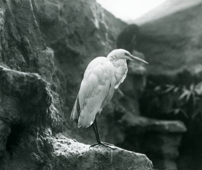 Un grand héron blanc debout sur un rocher au zoo de Londres en septembre 1927 - Frederick William Bond