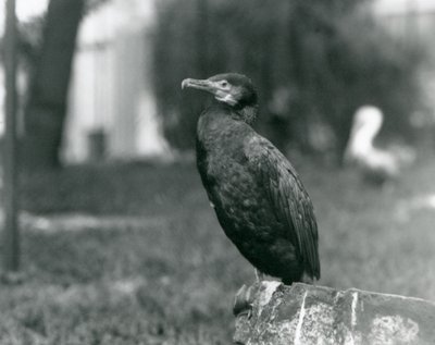 Un grand cormoran au zoo de Londres en septembre 1927 - Frederick William Bond