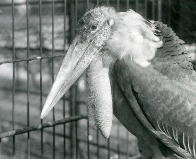 Un grand marabout au zoo de Londres en juillet 1925 - Frederick William Bond