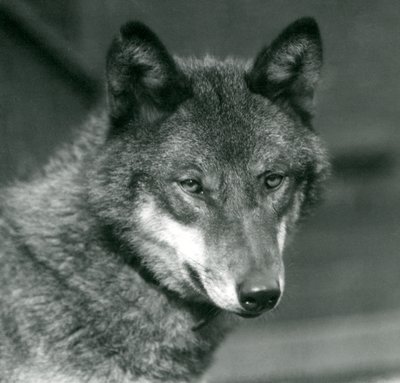 Un loup gris au zoo de Londres, 1925 - Frederick William Bond