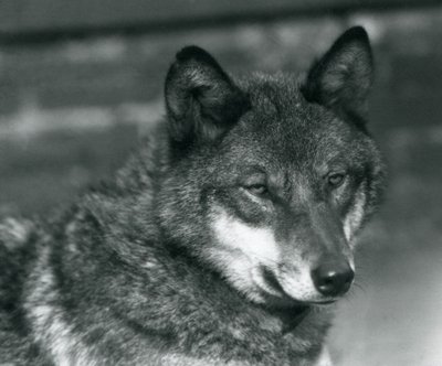 Un loup gris au zoo de Londres, 1925 - Frederick William Bond