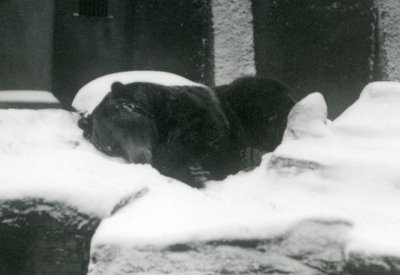 Un grizzly endormi dans la neige, Zoo de Londres, 1924 - Frederick William Bond