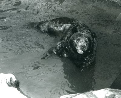 Un grizzly se baigne dans sa piscine au zoo de Londres en 1924 - Frederick William Bond