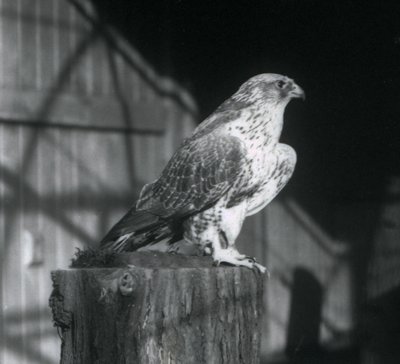 Un faucon gerfaut reposant sur une bûche, Zoo de Londres, décembre 1925 - Frederick William Bond