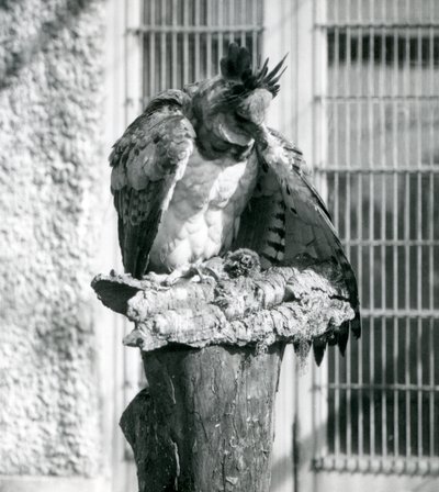 Un aigle harpie au zoo de Londres, avril 1914 - Frederick William Bond
