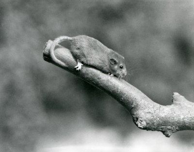 Un muscardin sur une branche, Zoo de Londres - Frederick William Bond