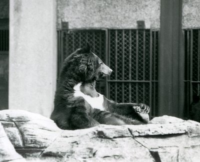 Un ours noir de l
