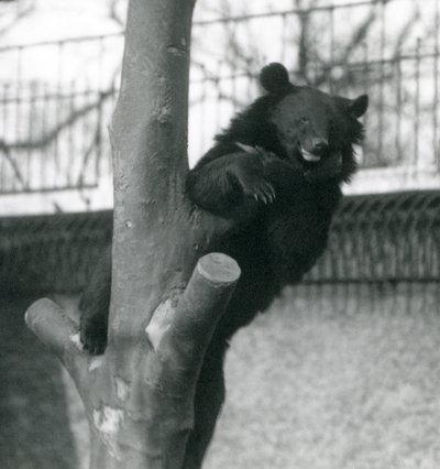 Un ours brun de l