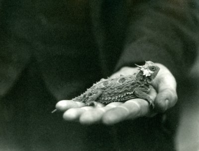 Un lézard cornu repose dans la main de son gardien, zoo de Londres, avril 1923 - Frederick William Bond