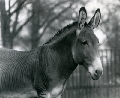 Un zèbre hybride au Zoo de Londres en juillet 1924 - Frederick William Bond