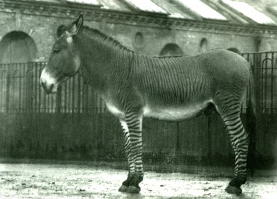 Un zèbre hybride dans son enclos au zoo de Londres, 1924 (photo nb) - Frederick William Bond