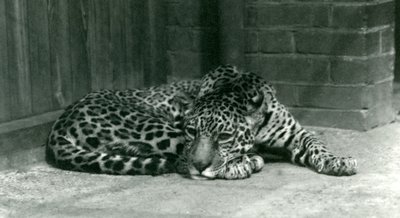 Un jaguar se reposant au zoo de Londres en juin 1924 - Frederick William Bond