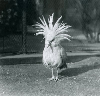 Un Kagu ou Cagu déployant ses plumes de crête au zoo de Londres, juin 1921 - Frederick William Bond