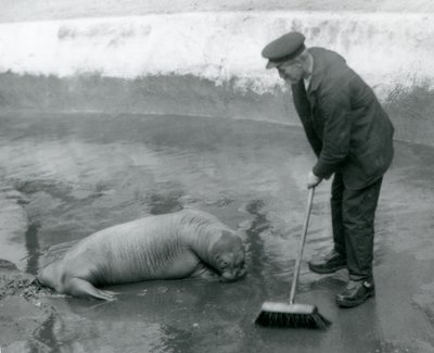 Un gardien balaie la piscine des morses, Zoo de Londres, août 1924 - Frederick William Bond