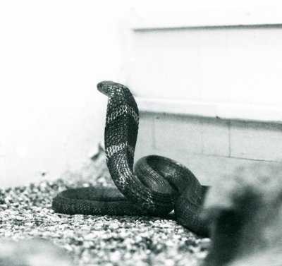 Un cobra royal au Zoo de Londres, octobre 1925 - Frederick William Bond