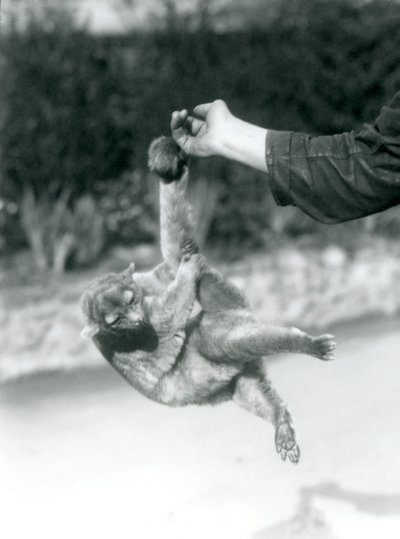 Un kinkajou suspendu au doigt d