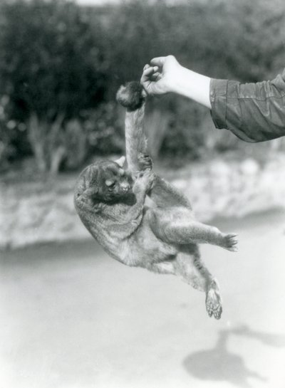 Un kinkajou suspendu au doigt d