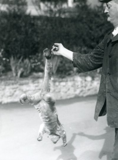 Un kinkajou suspendu à l