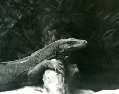 Un dragon de Komodo reposant son cou et ses pattes avant contre une bûche au zoo de Londres en juin 1927 - Frederick William Bond