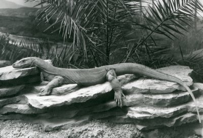 Un dragon de Komodo reposant sur un mur rocheux au Zoo de Londres en 1927 - Frederick William Bond