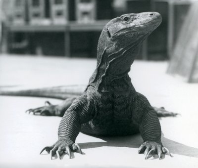 Un dragon de Komodo au zoo de Londres - Frederick William Bond