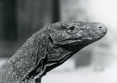 Un dragon de Komodo au zoo de Londres en août 1928 - Frederick William Bond