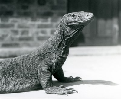 Un dragon de Komodo au zoo de Londres en août 1928 - Frederick William Bond
