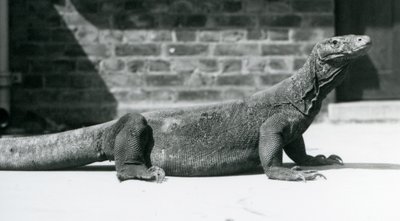 Un dragon de Komodo au zoo de Londres en août 1928 - Frederick William Bond
