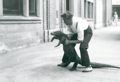 Un dragon de Komodo tenu sur ses pattes arrière par un gardien au zoo de Londres en août 1928 - Frederick William Bond