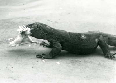 Un dragon de Komodo mangeant un poulet, Zoo de Londres - Frederick William Bond