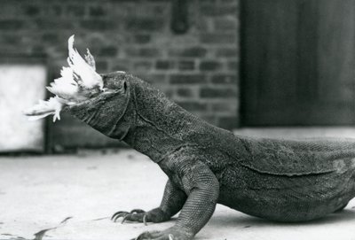 Un dragon de Komodo mangeant un poulet au zoo de Londres en août 1928 - Frederick William Bond