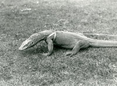 Un dragon de Komodo en promenade sur une pelouse, portant un harnais et une laisse - Frederick William Bond