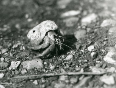 Un crabe ermite terrestre, Zoo de Londres - Frederick William Bond
