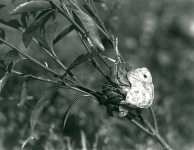 Un crabe ermite terrestre grimpant sur une petite branche, Zoo de Londres - Frederick William Bond