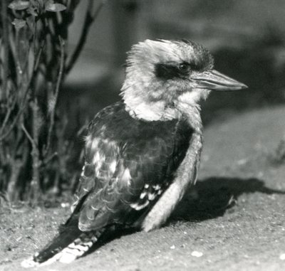 Un kookaburra rieur au zoo de Londres en avril 1925 - Frederick William Bond