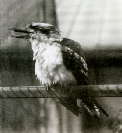 Un kookaburra rieur au Zoo de Londres en octobre 1924 - Frederick William Bond