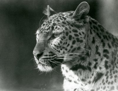 Un léopard au zoo de Londres en 1930 (photo n/b) - Frederick William Bond