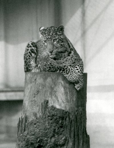 Un léopard allongé sur le sommet d