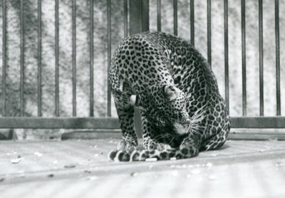 Un léopard assis dans son enclos se toilettant la patte, zoo de Londres, 1927 - Frederick William Bond