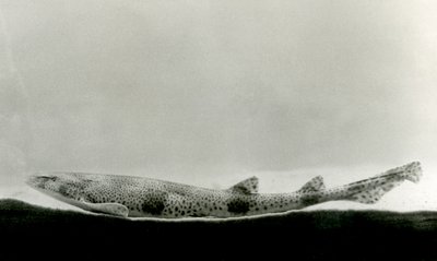 Un chien de mer tacheté au Zoo de Londres - Frederick William Bond