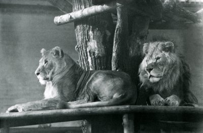Un lion et une lionne reposant sur une haute plateforme, dans leur enclos, Zoo de Londres en 1929 - Frederick William Bond
