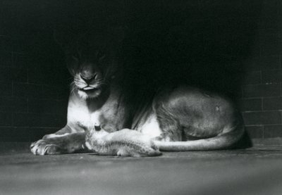 Un lionceau allongé avec sa mère à l