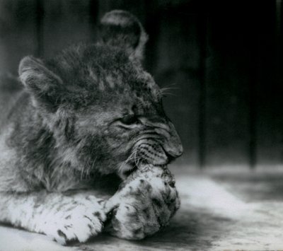 Un lionceau se nourrissant au zoo de Londres en 1927 - Frederick William Bond