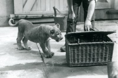 Un lionceau regardant un tigreau dans un panier en osier, que le gardien ouvre, Zoo de Londres, septembre 1925 - Frederick William Bond