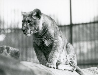 Un lionceau, né dans la ménagerie en juillet 1923, Zoo de Londres, juillet 1924 - Frederick William Bond